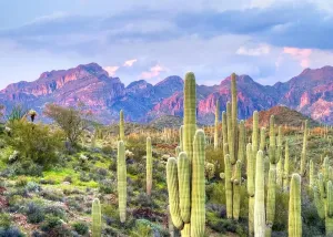 BELECO 9x6ft Fabric National Park Arizona Desert Backdrop Saguaro Cactus Photo Background Mountain Desert Sunset Sky Scenery Nature Backdrop Mexican Western Themed Party Decorations Studio Props