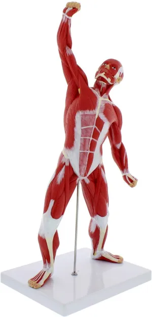 Educational Model,Human Muscle Anatomy Model 20in Mini Human Muscle Figure Human Anatomy Muscle Model Muscular System Model 3D Figure Statue Muscular Skeleton Model